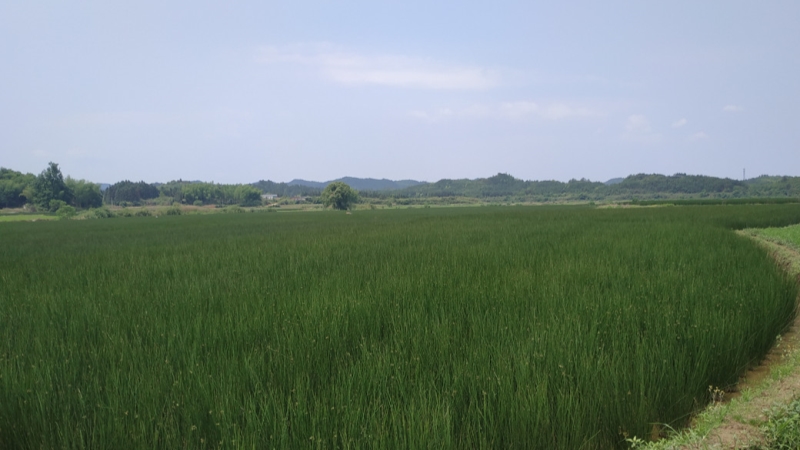 致遠QC小組：尋找“燈心草”